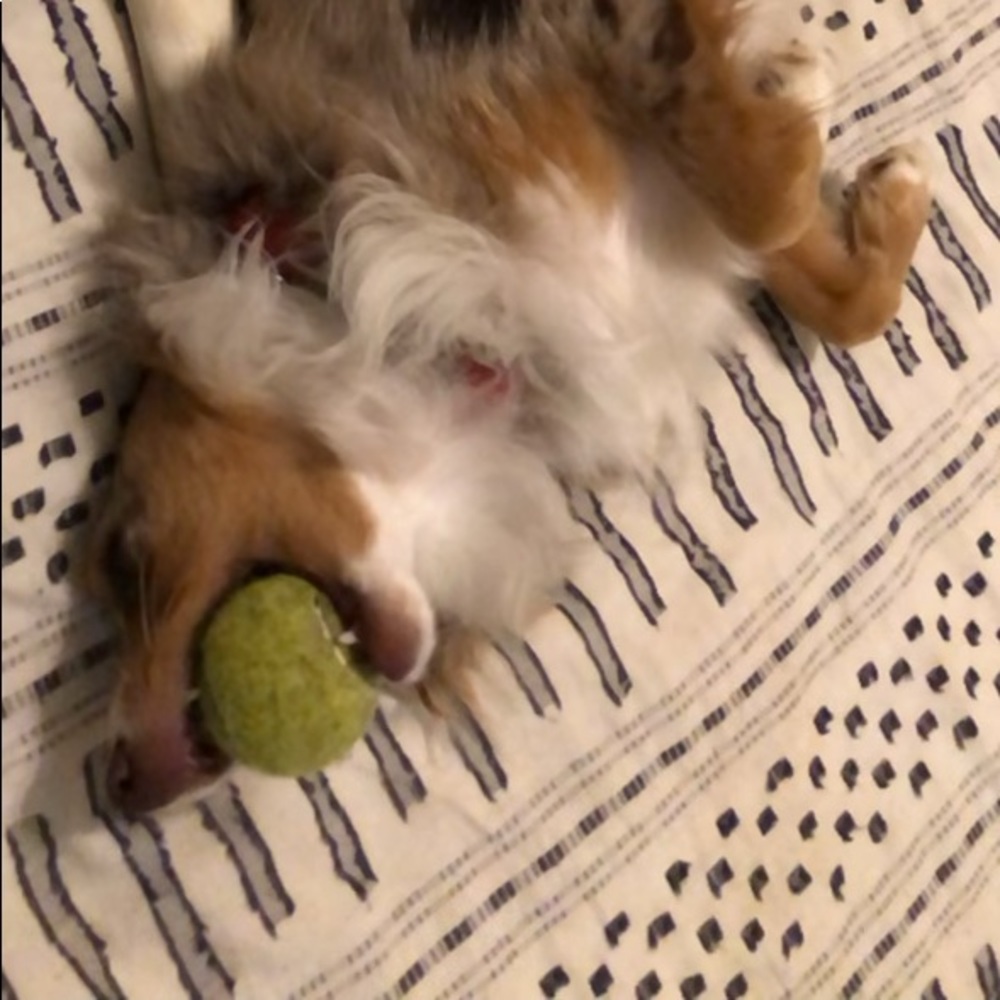 Meet your Posher, Riley